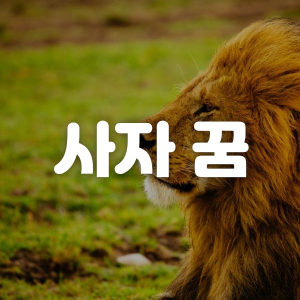 [꿈해몽] 사자 꿈, 사자 나오는 꿈