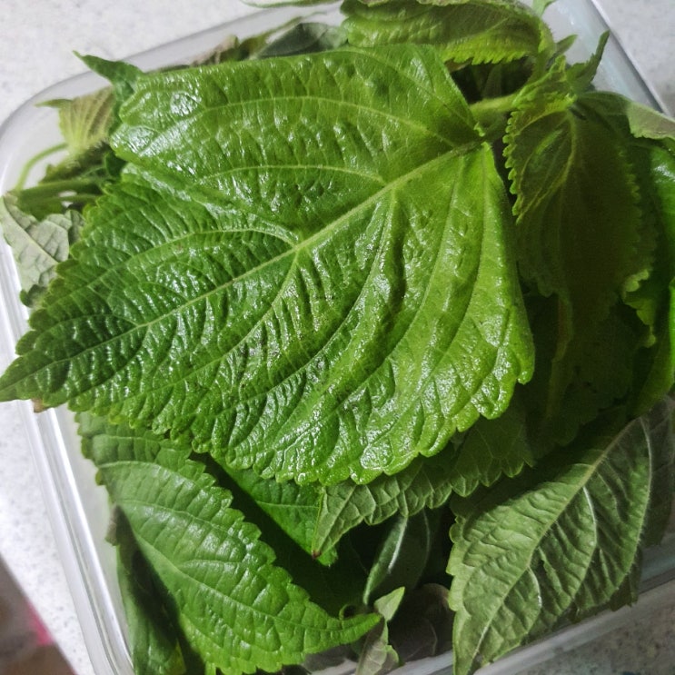  깻잎주스 만들기 레시피 / '천기누설' 깻잎주스 만드는 방법 / 비건 건강주스 / 깻잎 두유 견과류 사과 등