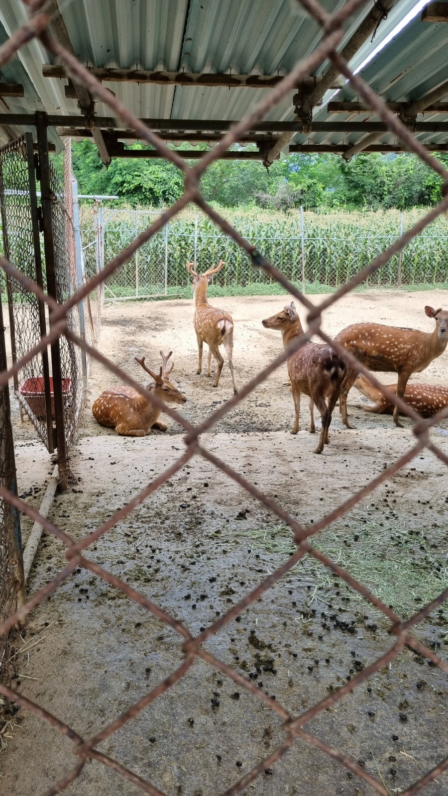 한계사슴농원 사진 3