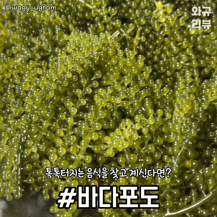  바다포도(우미부도) 효능 톡톡 터지는 식감