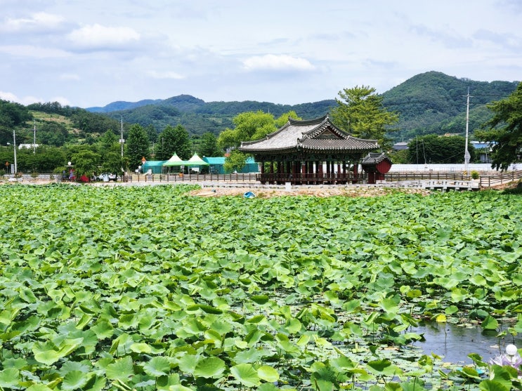  경북 청도 가볼만한곳 연꽃이 아름다운 유등연지(군자정), 청도읍성 우리나라에서 가장 오래된 석빙고