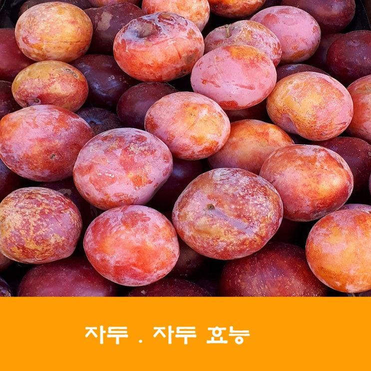  자두. 자두 효능. 여름철에 좋은 과일