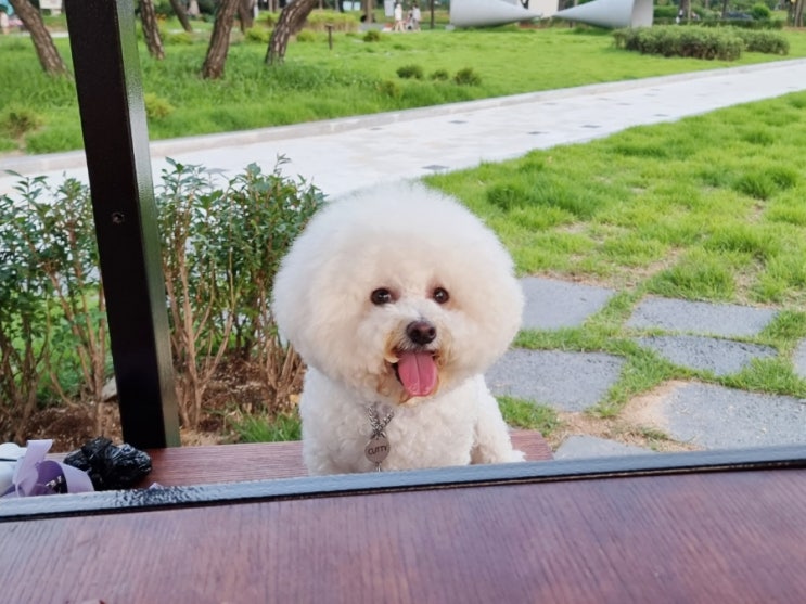  강아지 입양 준비물, 낭비없이 필요한 애견용품만 사요