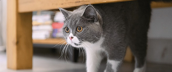  고양이 스트레스에 대한 영양 섭취 요법