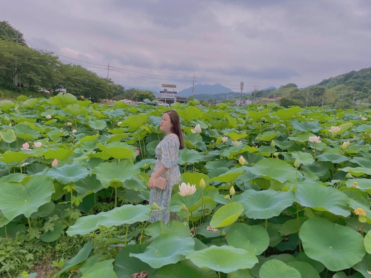  부산 연꽃단지 철마 곰내연밭  & 맥도생태공원 연꽃 정보