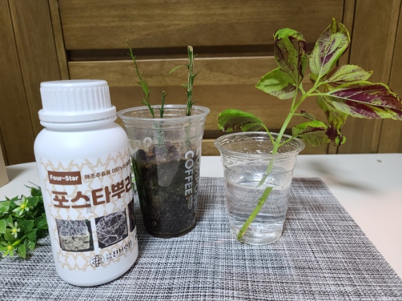 열매팜스토어 뿌리발근제 추천 포스타뿌리엔