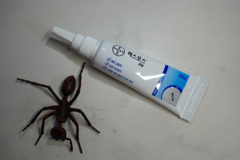 집개미퇴치 맥스포스퀀텀 개미박멸 했어요!