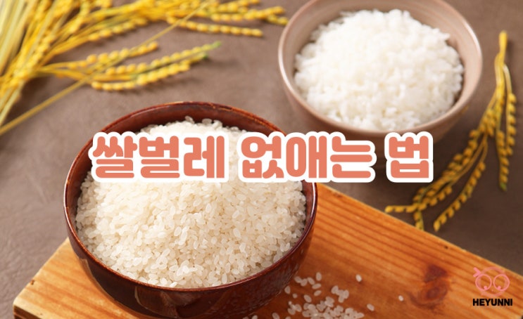 쌀벌레 없애는법 :: 쌀벌레 생긴 쌀