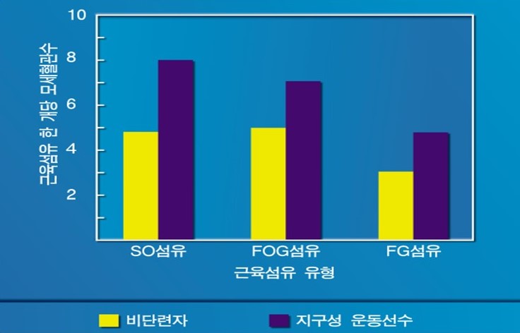  모세혈관(capillary)과 운동, 내몸의 마을길(산소수송시스템)