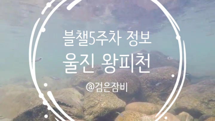  울진 스노쿨링 포인트는 바다만 있는게 아니다! 울진 계곡 스노쿨링은 왕피천에서!! 블챌 주간일기 공유 정보~~~