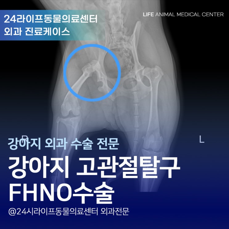 강아지 고관절 탈구, 재발없이 깔끔하게 치료하려면? : 대구동물정형외과 24시라이프동물의료센터