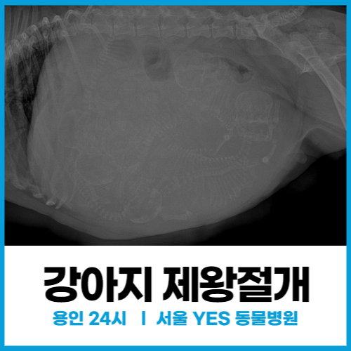  [외과] 용인 강아지 제왕절개 수술 (24시 응급수술 가능 동물병원)