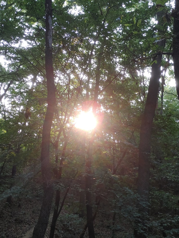 오늘아침 망현산의 이모저모 오늘아침 망현산의 이모저모