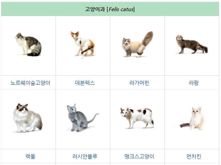  고양이 종류 71가지 총정리! - 고양이 품종