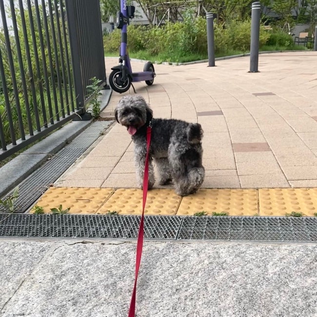 강아지 가려움 바이랩 스킨케어 연고 보습제로 해결