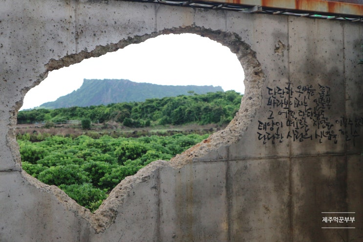 제주 드르쿰다 성산 포토존이 다양한 성산일출봉 뷰 대형 카페