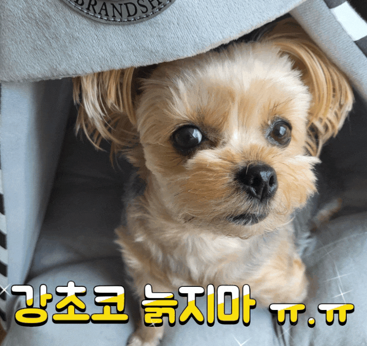  강초코!! 나이는 피부에 양보해! ㅠ.ㅠ