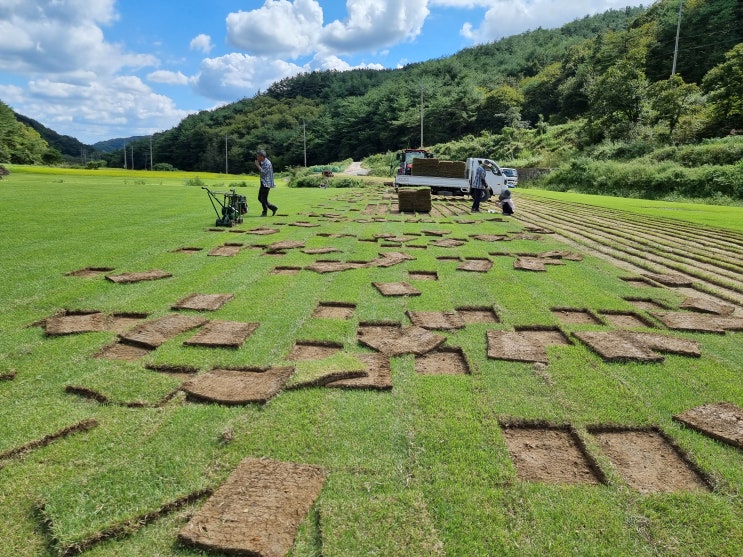  토종잔디 야지잔디 출고중