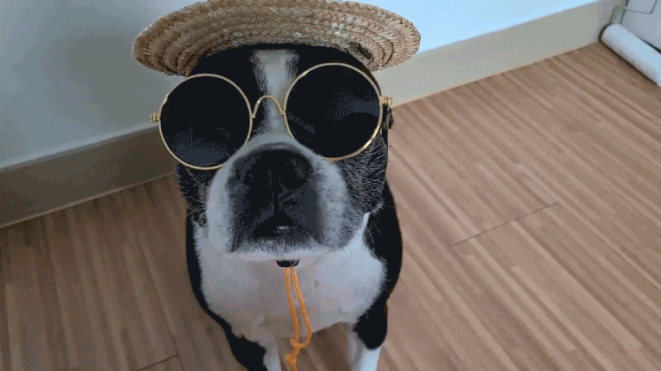 다이소 강아지 안경 밀짚모자 득템
