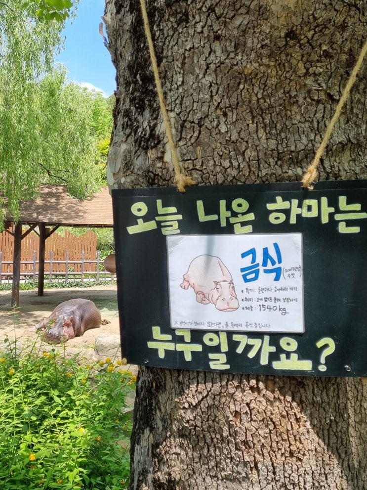  과천서울대공원에는 하마가 있다