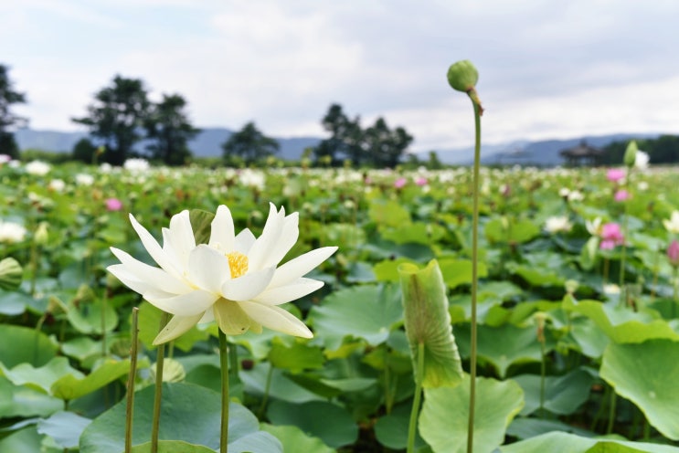  연꽃축제 볼만한 곳 :부여 궁남지/무안 회산백련지/양평 세미원/남양주 봉선사/경주 동궁과월지