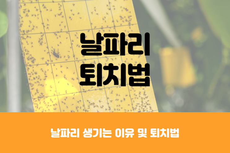  날파리 생기는 이유 및 퇴치법