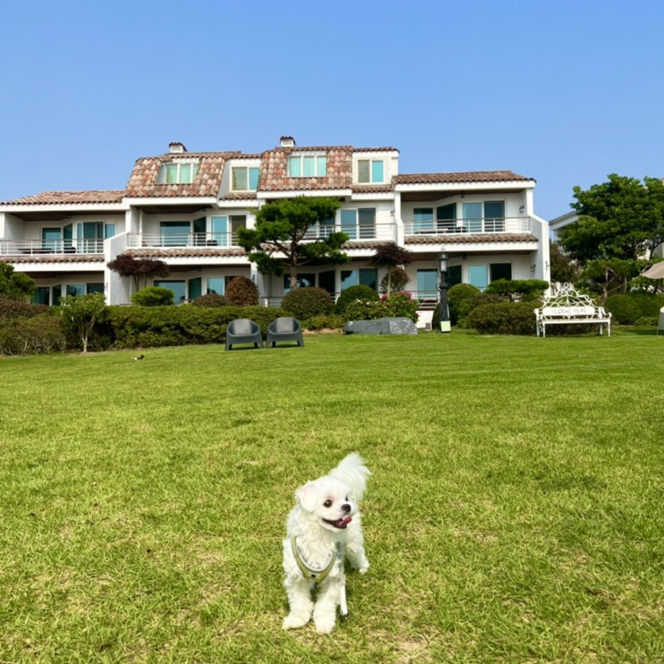  강아지들을 위해 넓은 정원을 포함한 오션뷰 맛집 태안 안면도 애견동반펜션(바다가쓴시)