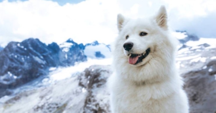 사모예드 기본정보, 시베리아의 새하얀 개 품종 (6)