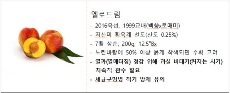  [복숭아]농촌진흥청보도자료 (천도복숭아의 단점을 보완해 시지 않고 달콤한 천도 ‘옐로드림(황육계)’, ‘스위트퀸(황육계)’, ‘이노센스(백육계)’ 보급)