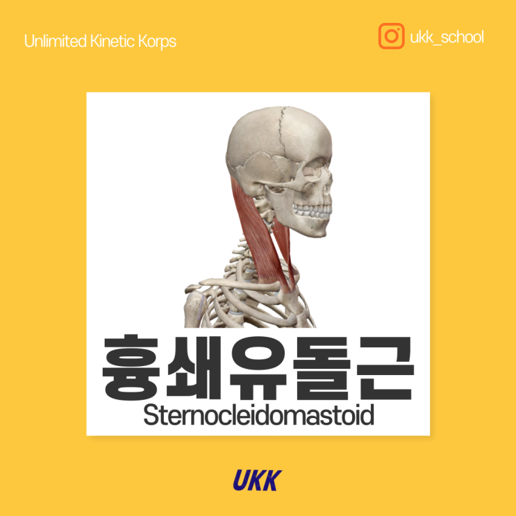  흉쇄유돌근 Sternocleidomastoid