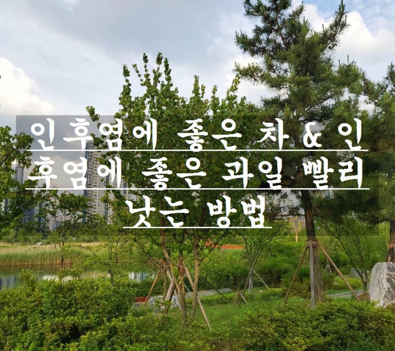 인후염에 좋은 차 & 인후염에 좋은 과일 빨리 낫는 방법
