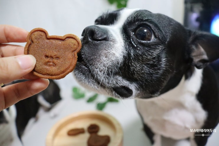  애견간식 냥이 멍이 모두 급여가능한 수제간식