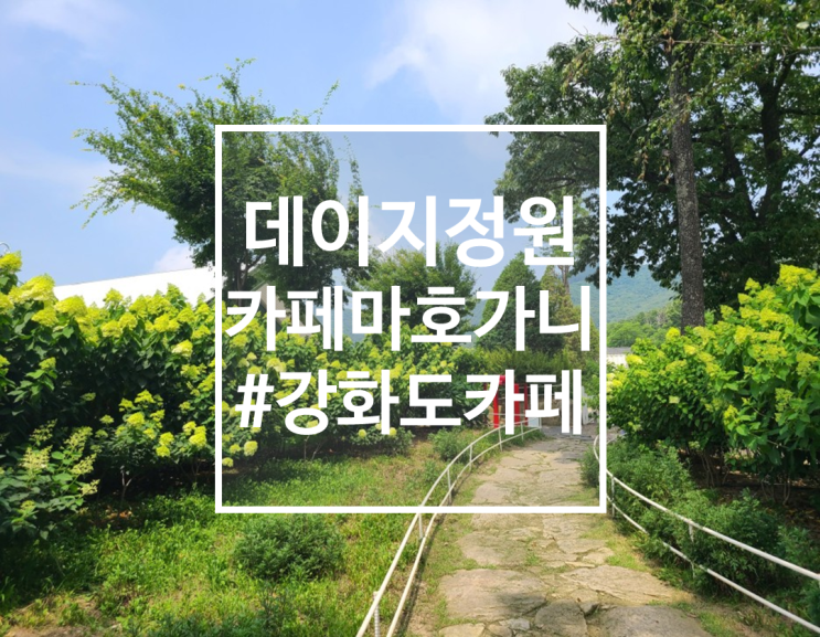  강화도 데이지정원 카페 마호가니(7월 데이지 근황)