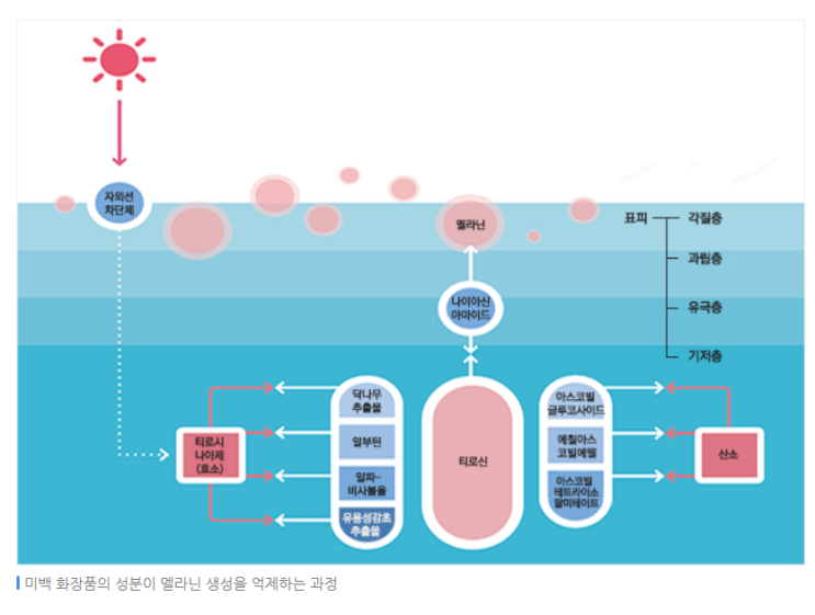  [QnA] 미백크림의 종류와 톤업크림과의 차이점
