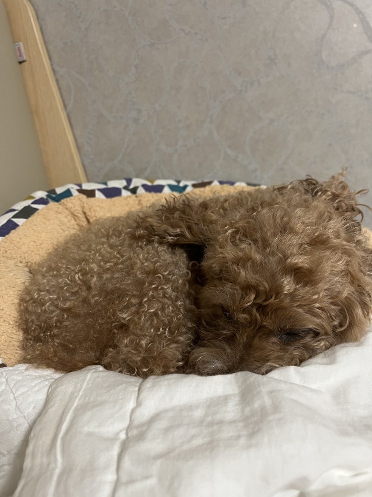  울콩이가하예진다