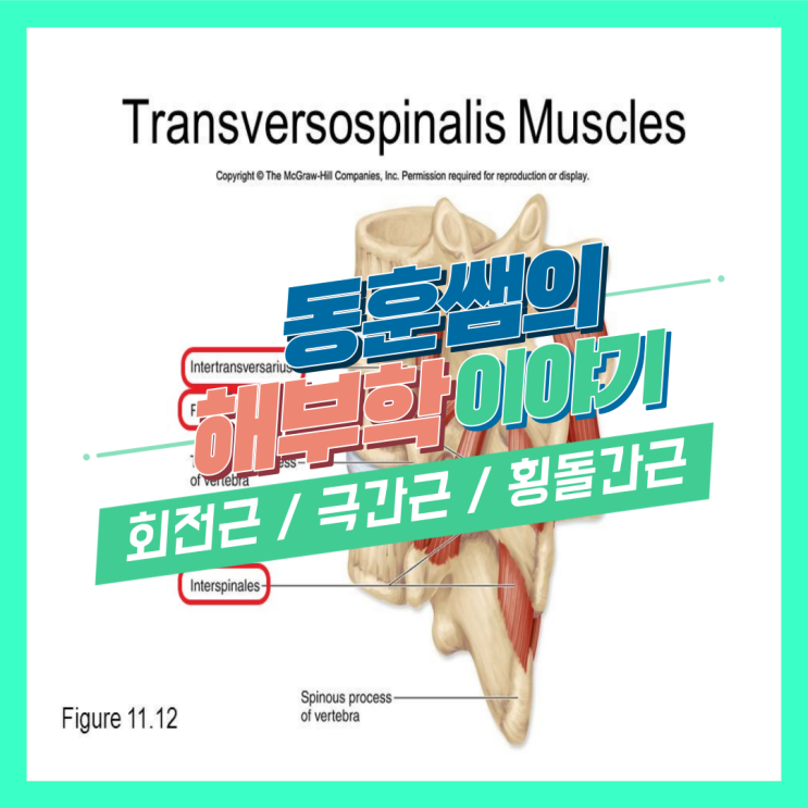 회전근 돌림근 Rotatores, 극간근 가시사이근 Interspinales, 횡돌간근 가로돌기사이근 Intertransversarii