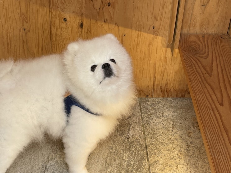  양평 애견동반펜션, 슬로우인 풀빌라에서 기깔나게 힐링한 썰푼다