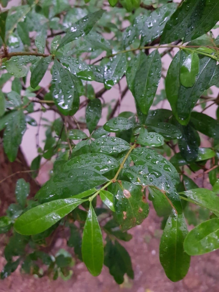 하루종일 내리는 비를 바라보며 (feat Singing in the rain)