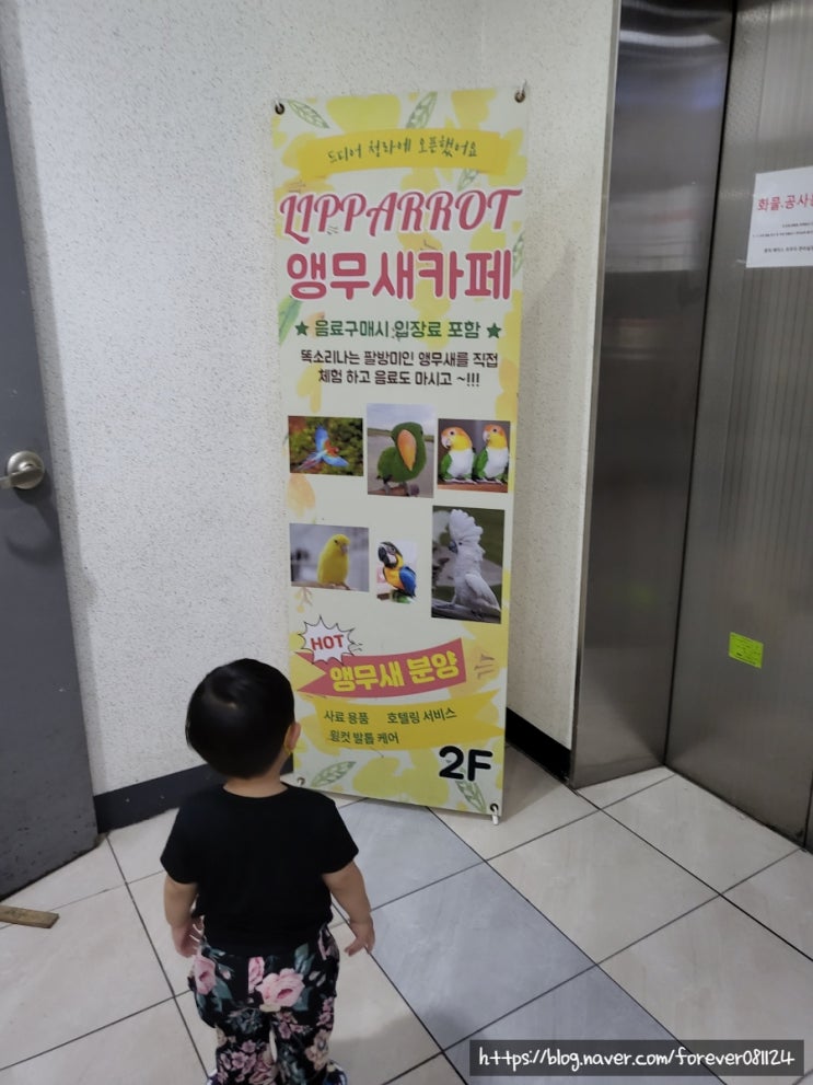  [인천.청라.앵무새카페] 아이와 새 모이주기 체험 가능한 앵무새 카페 <리프패럿>