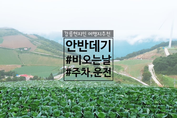  [현지인추천] 강릉여행지추천지1. 비오는날의 안반데기, 구름속에 내가 있다. (흐린날 풍경, 운전)