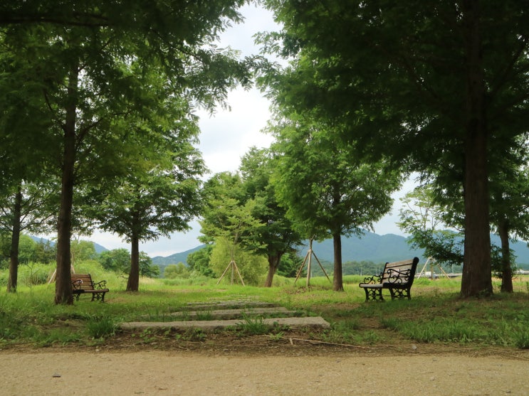 양평 두물머리 : 지금이 연꽃 구경하기 좋을 때