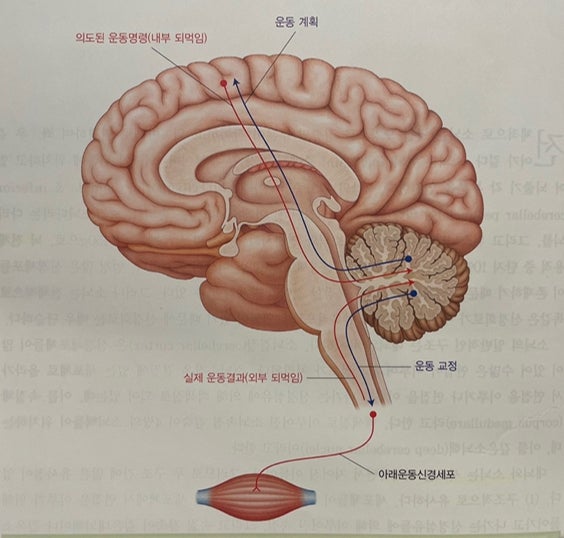 간단한 부위별 뇌기능 정리(대뇌겉질-뇌혈관, 소뇌, 사이뇌, 수막-뇌척수액) : 네이버 블로그