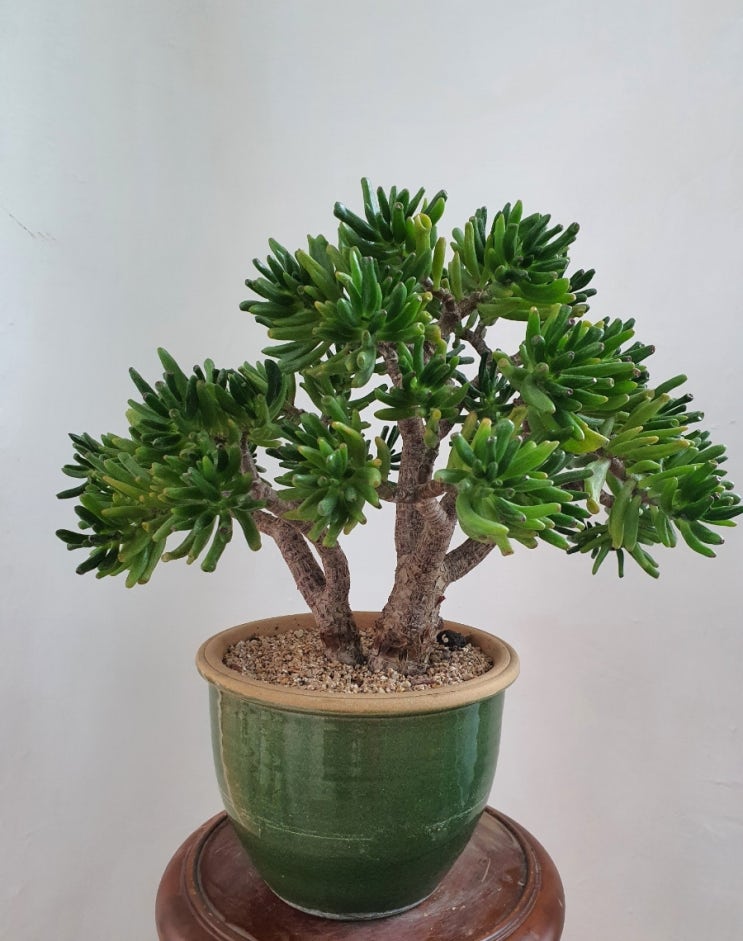  우주목 , Crassula ovata'Gollum'