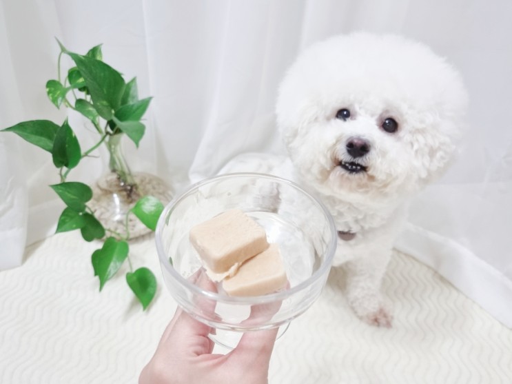 집에서 강아지 아이스크림 만들기, 엄청 쉬움 주의!