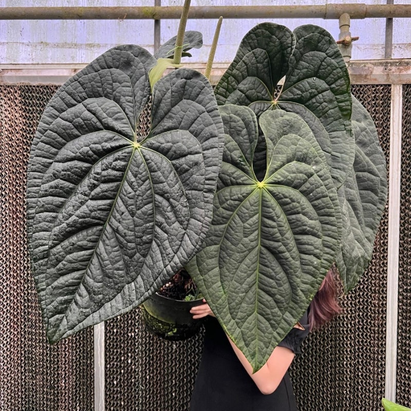 my anthurium.com Anth. Queen of Hearts (Red Obake)