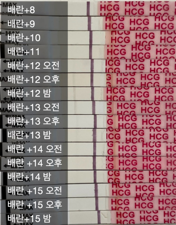 난임일기9. (다낭성,나팔관 한쪽 막힘) 화학적 유산이 되다 난임일기9. (다낭성,나팔관 한쪽 막힘) 화학적 유산이 되다