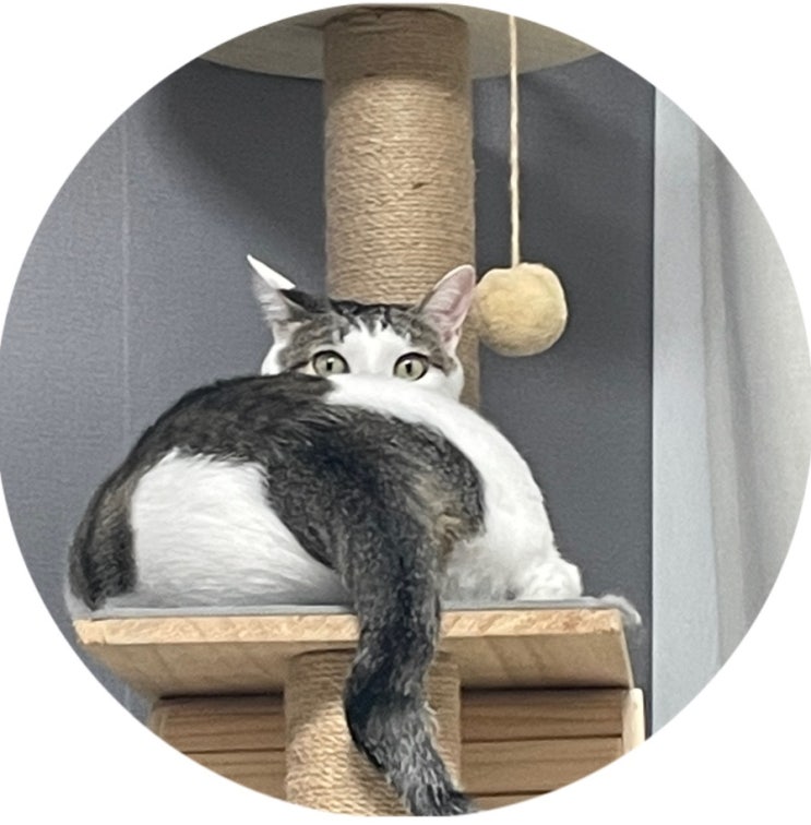  고양이 mbti검사 카미(CAMI)  솔직후기:고양이 진짜성격 알아보는법