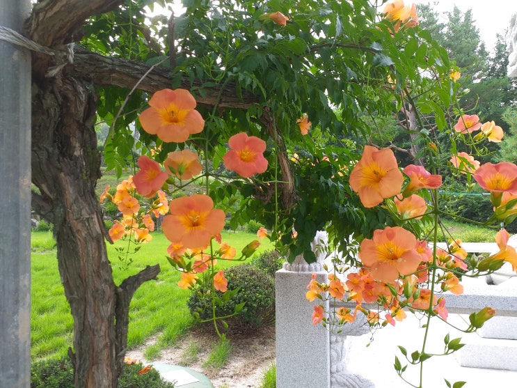  포천 운악산 도성사(道成寺)의 능소화
