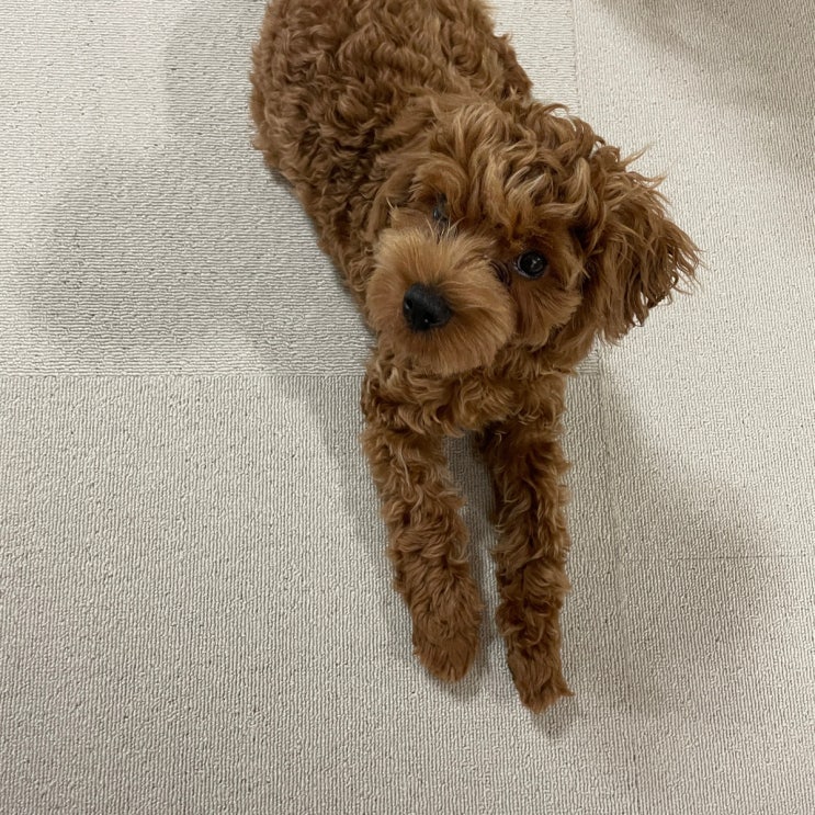  자꾸 뜯어 먹어서 천일카페트 샀어요 (강아지미끄럼방지매트 후기)