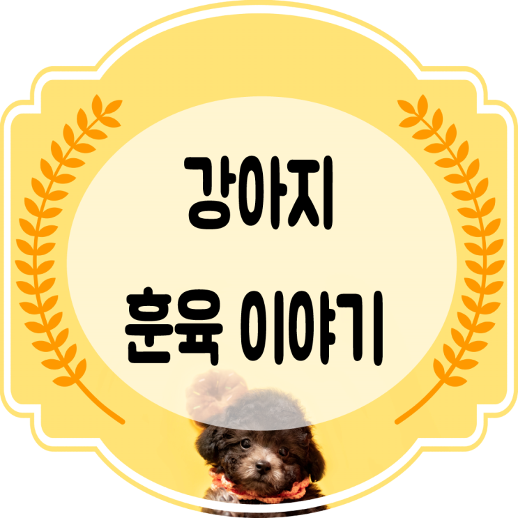  강아지훈육 주의점 혼내는법~!! (교육이야기)